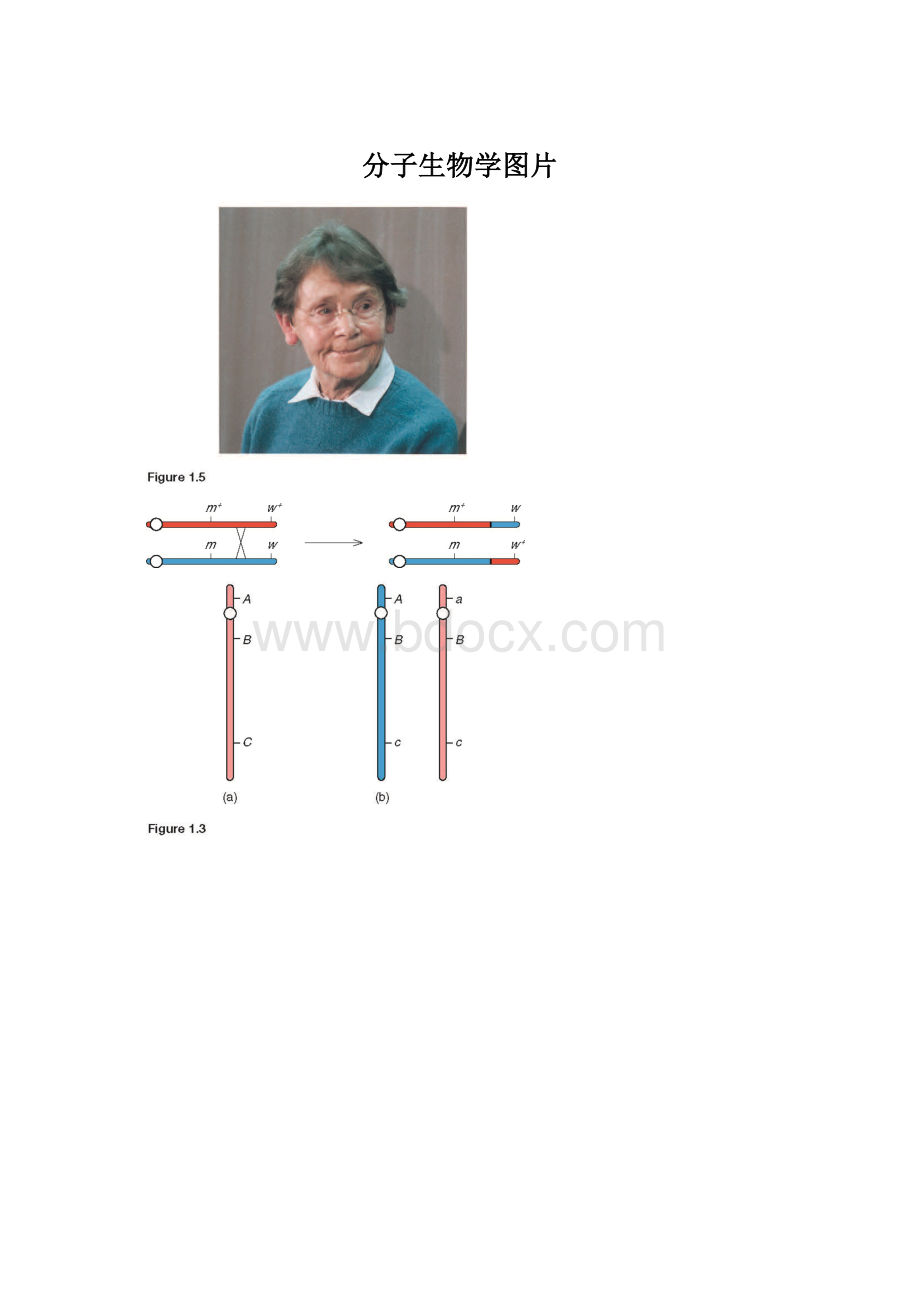 分子生物学图片.docx_第1页