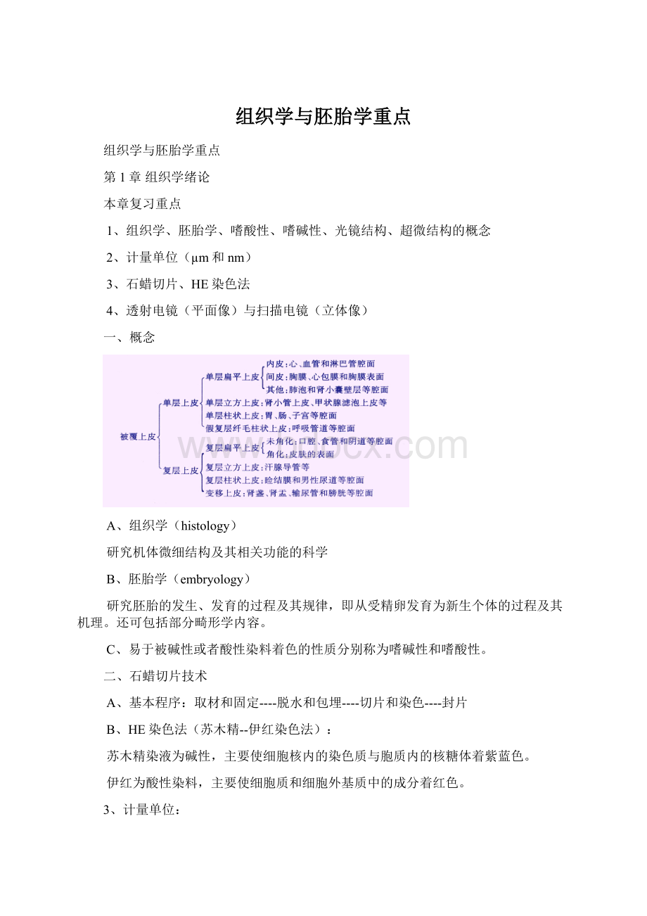 组织学与胚胎学重点文档格式.docx