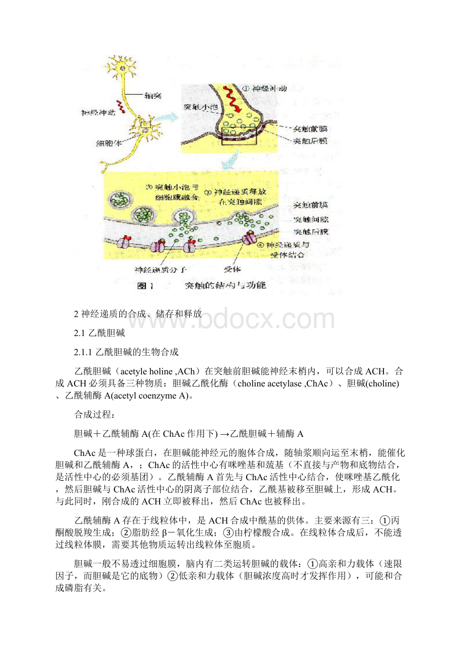 神经递质学说与精神障碍Word格式.docx_第2页