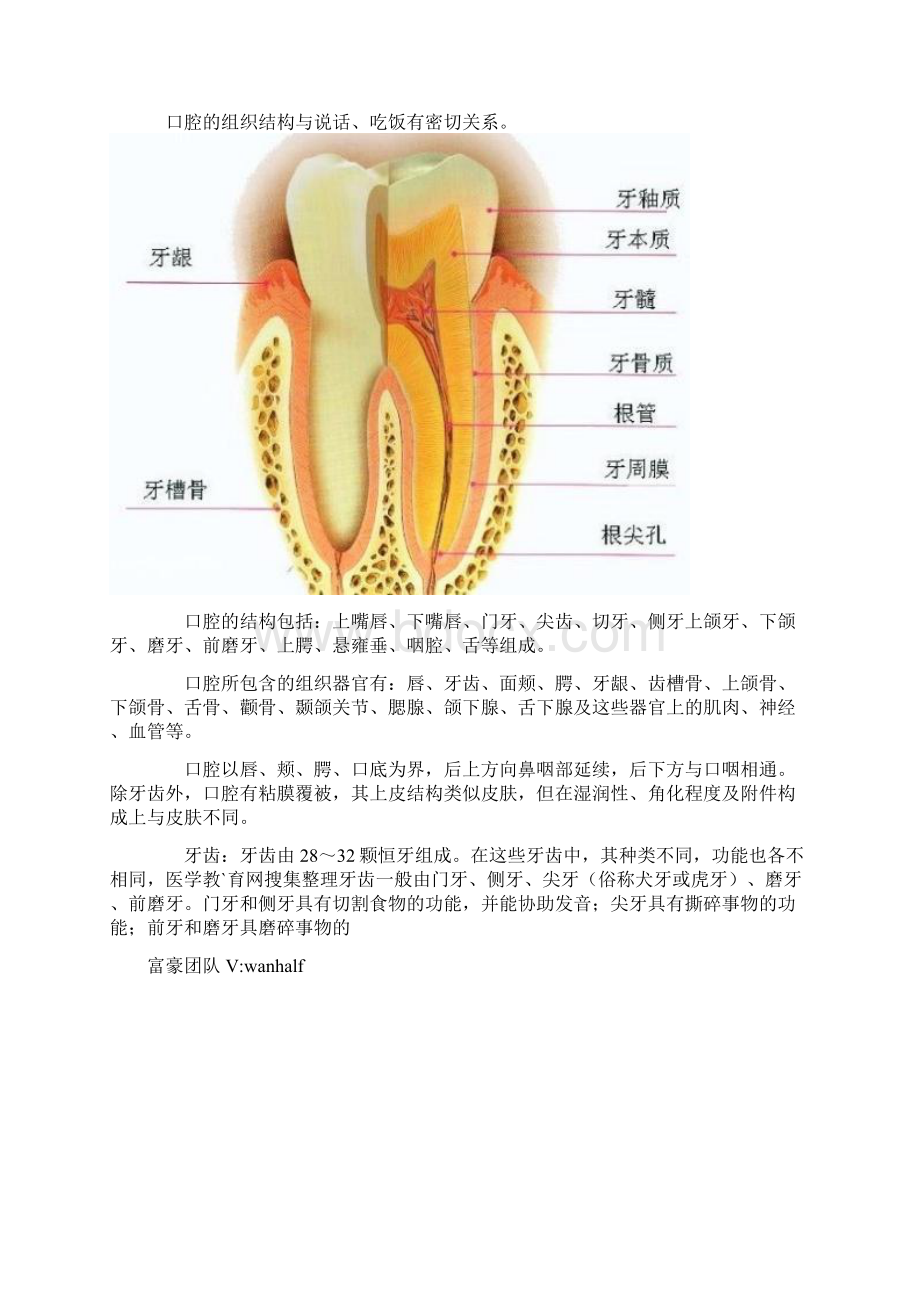 口腔知识大全.docx_第2页