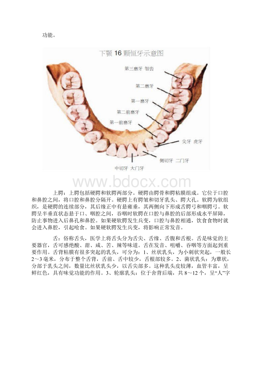 口腔知识大全Word文件下载.docx_第3页