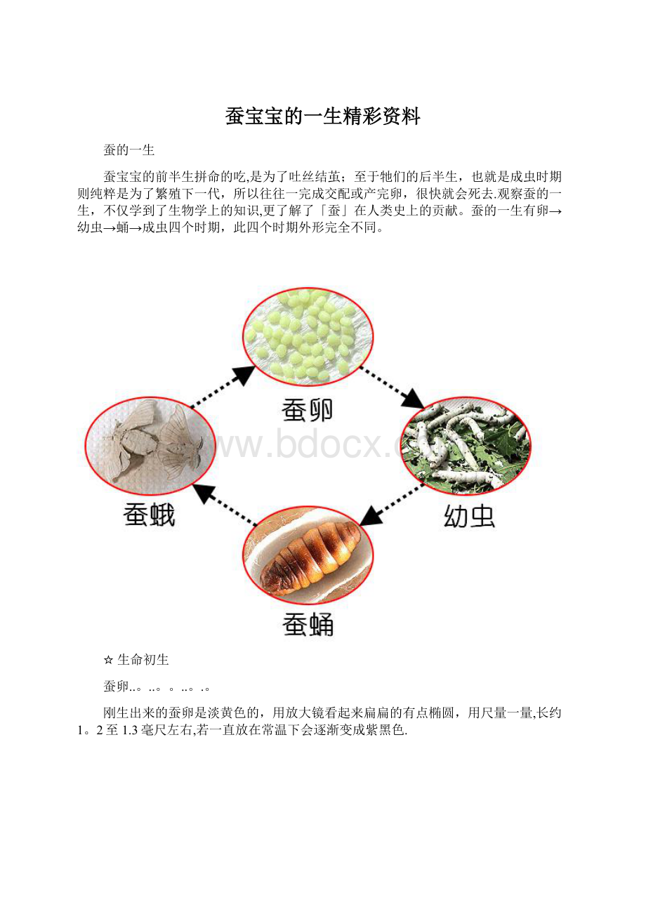 蚕宝宝的一生精彩资料Word格式.docx