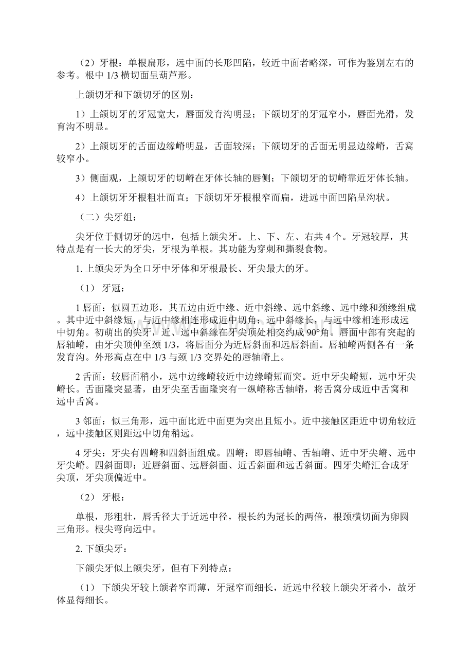 口腔解剖学 考试重点整理共26页word资料.docx_第3页