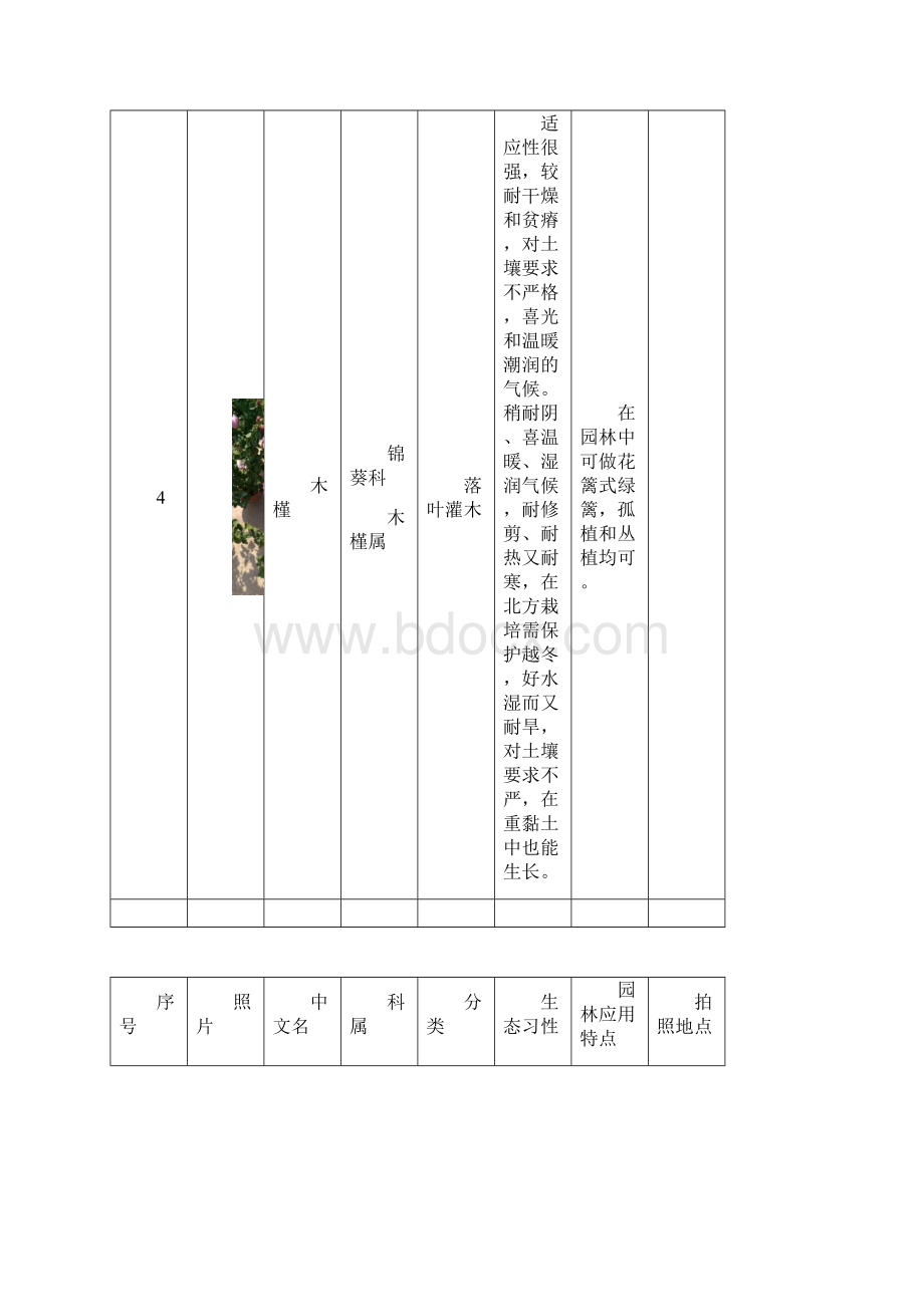 60种花卉生长习性及用途Word格式.docx_第3页