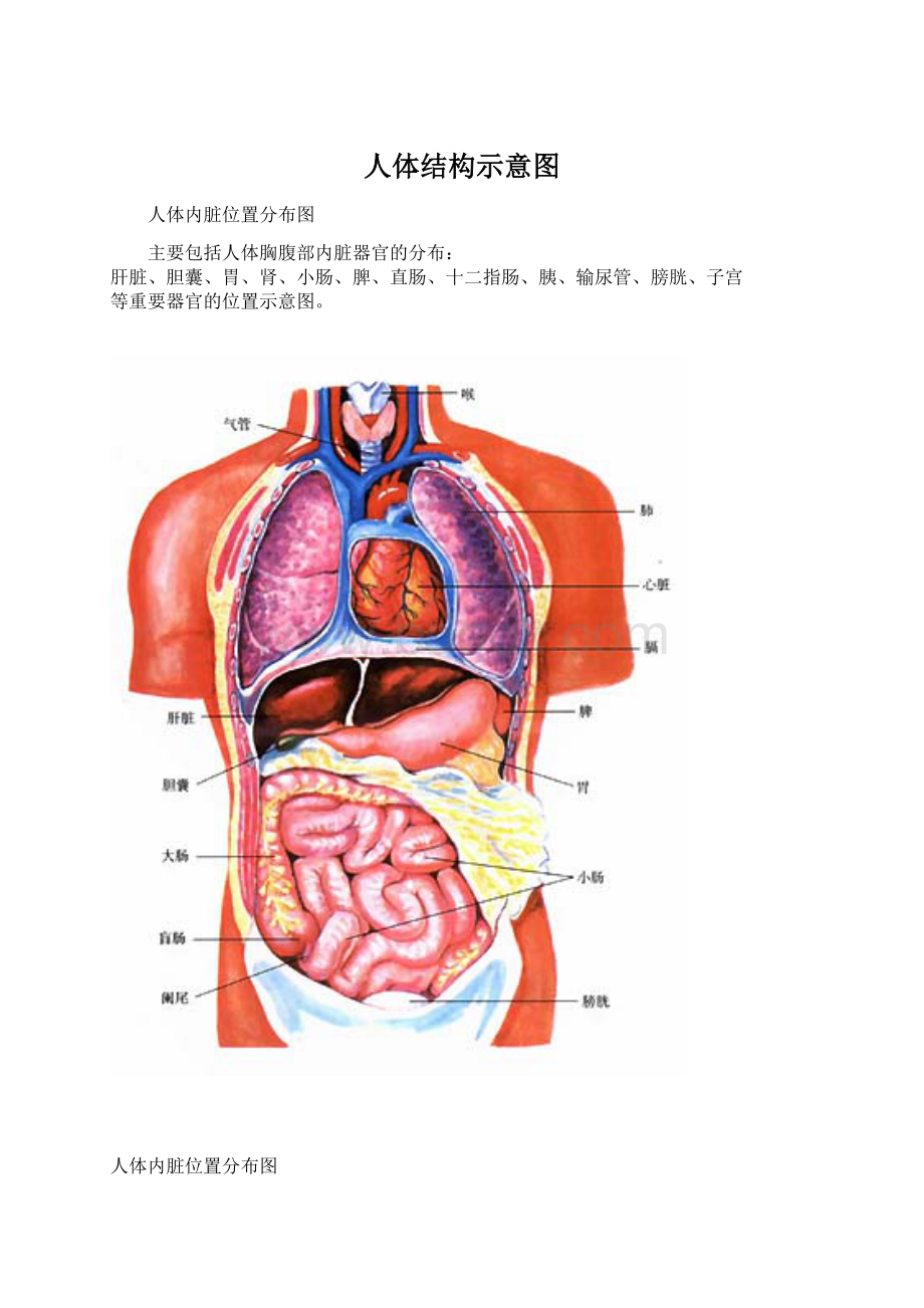 人体结构示意图.docx_第1页