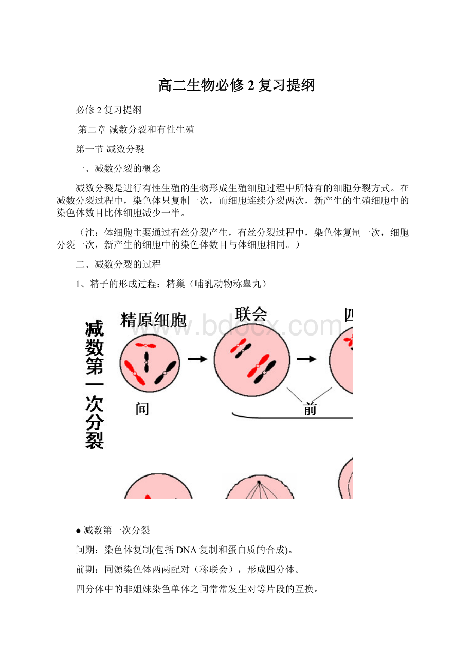 高二生物必修2复习提纲Word文档下载推荐.docx