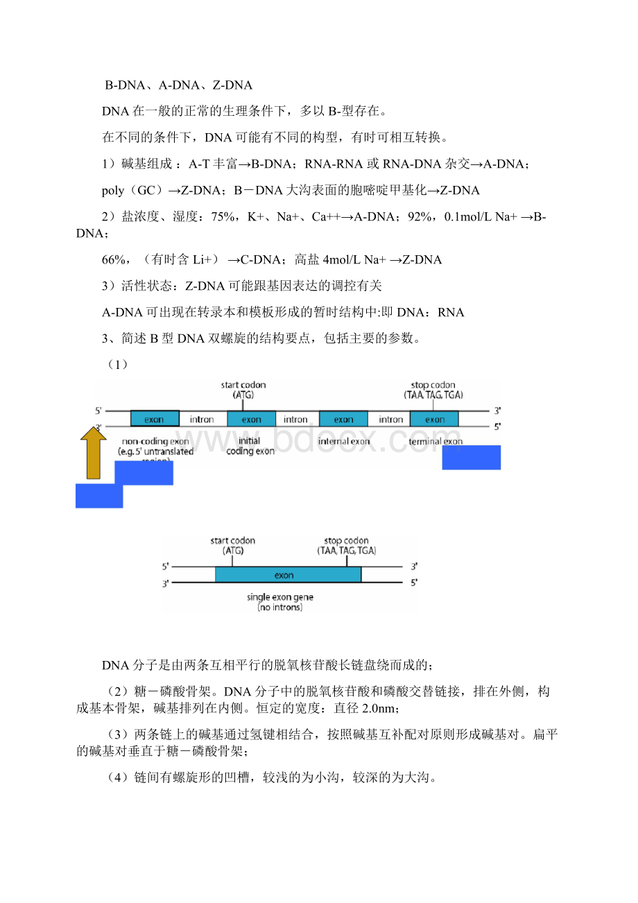 分子生物学27章作业及答案.docx_第3页