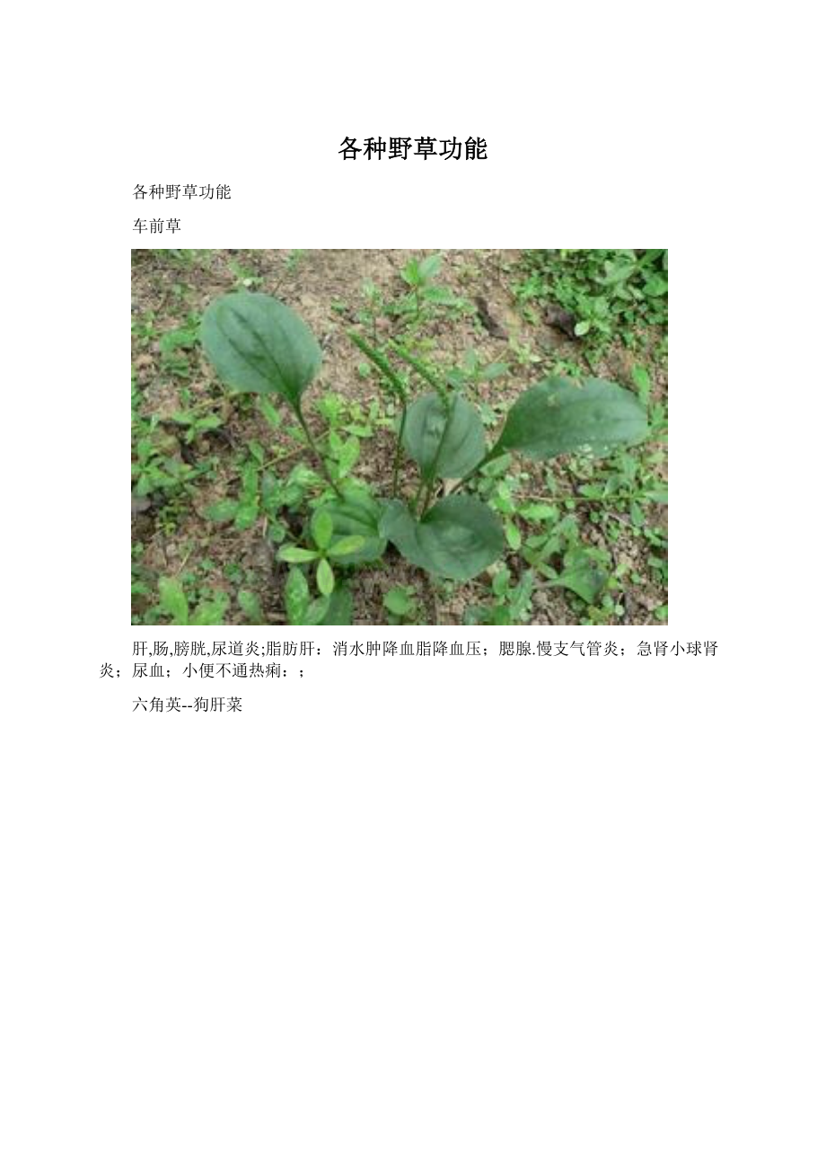 各种野草功能文档格式.docx_第1页