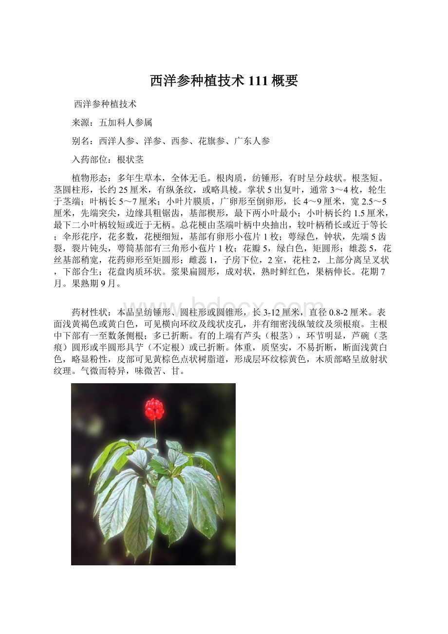 西洋参种植技术111概要.docx_第1页