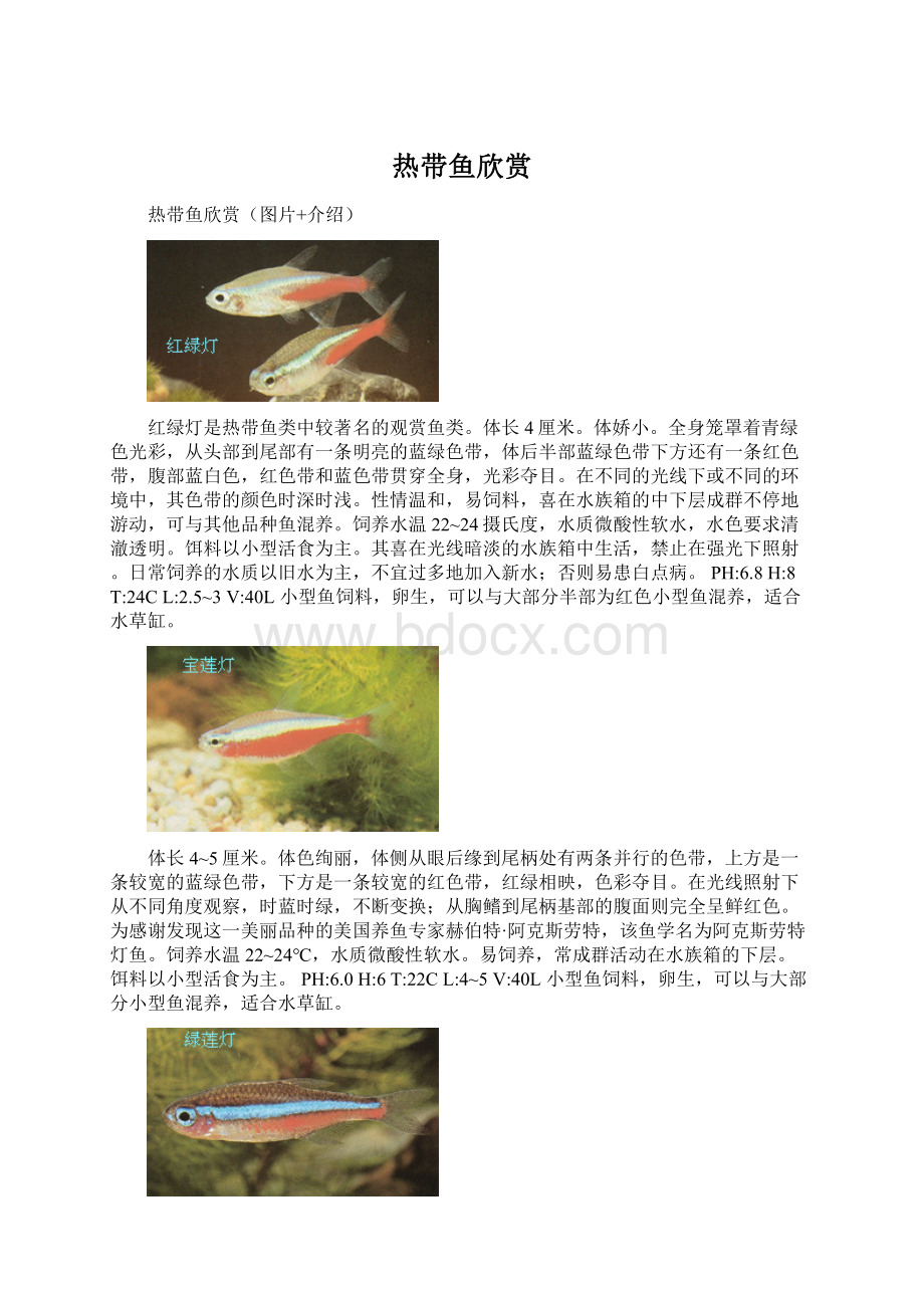 热带鱼欣赏Word文件下载.docx_第1页