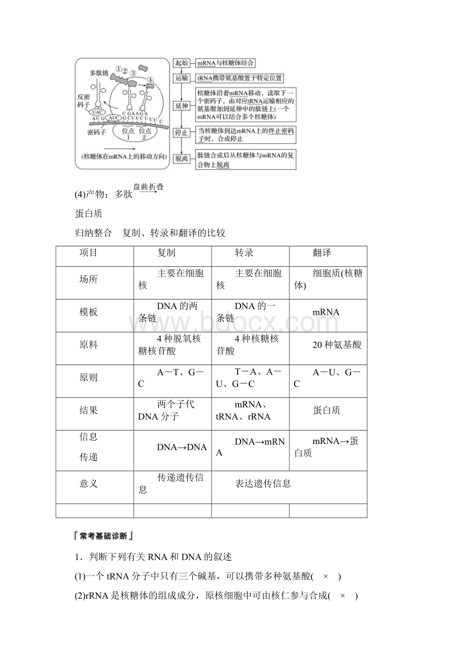 1819学年高考生物大一轮复习第六单元遗传的分子基础第19讲基因的表达学案180330348Word文档下载推荐.docx_第3页