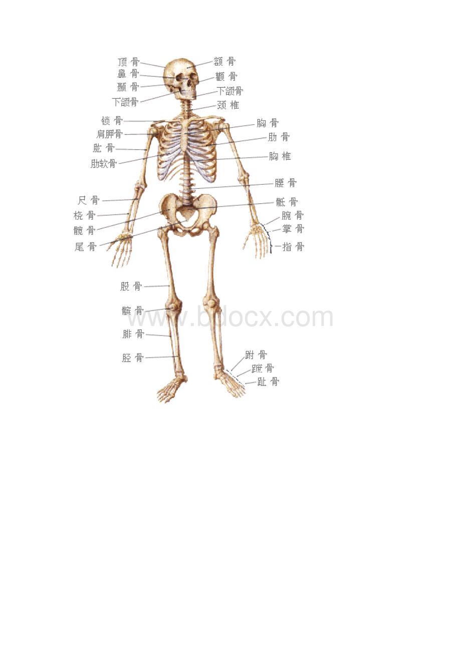 人体结构示意图.docx_第3页