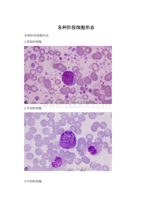 各种阶段细胞形态Word文件下载.docx