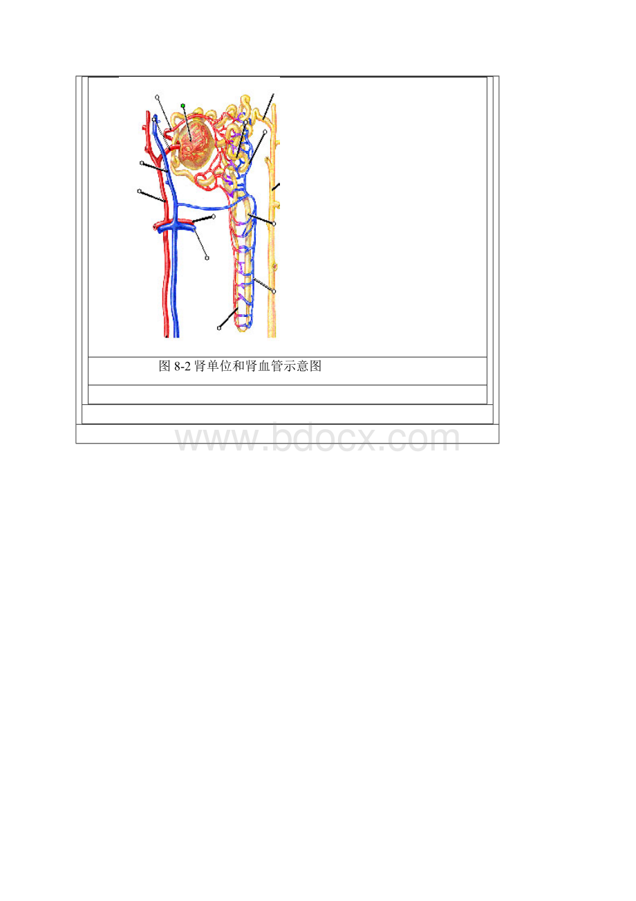 精品生理学精品课程Word格式.docx_第3页