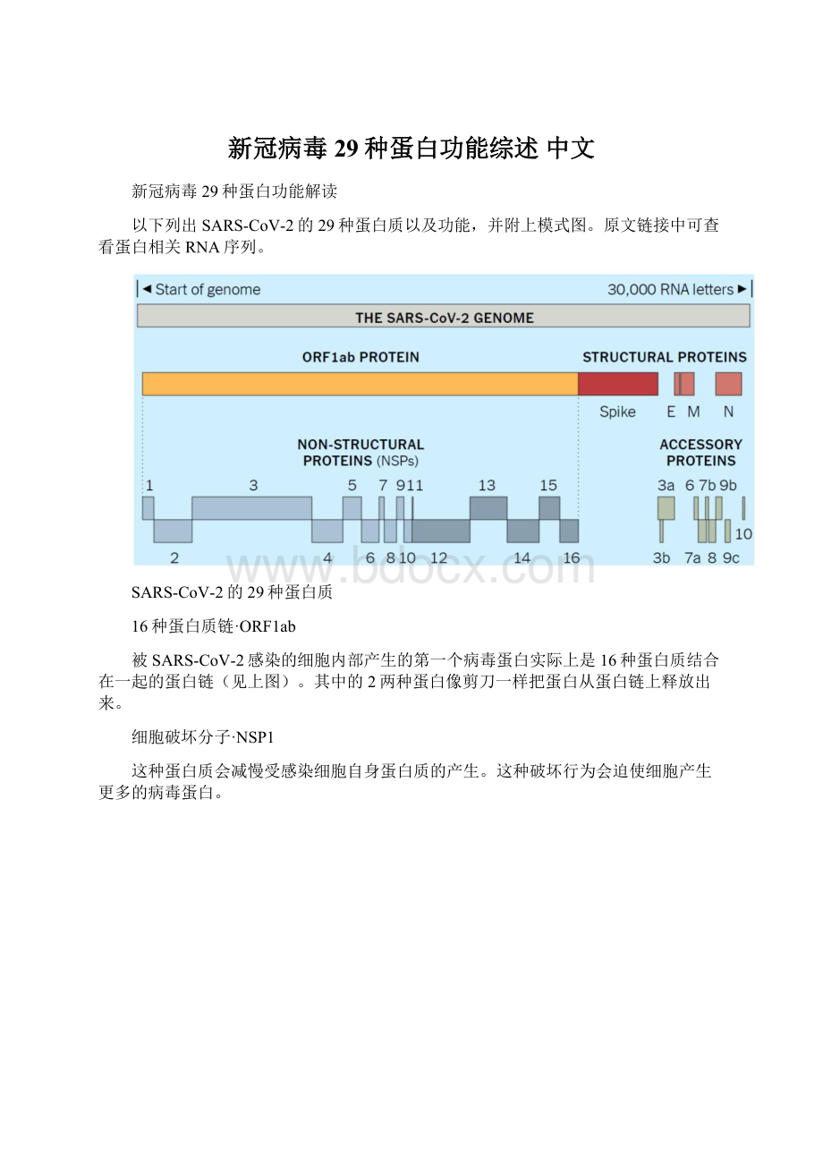 新冠病毒29种蛋白功能综述 中文Word下载.docx_第1页