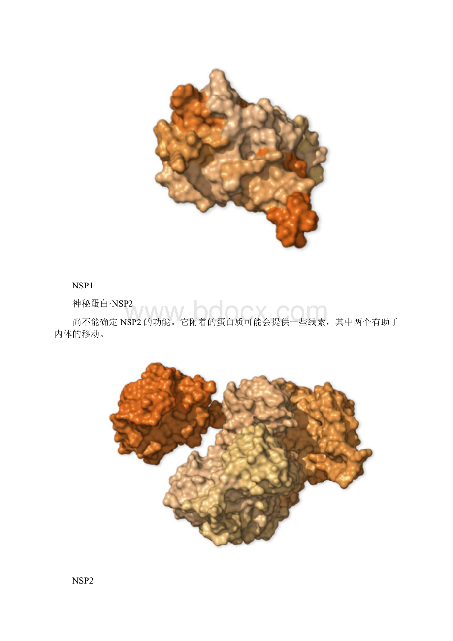 新冠病毒29种蛋白功能综述 中文.docx_第2页