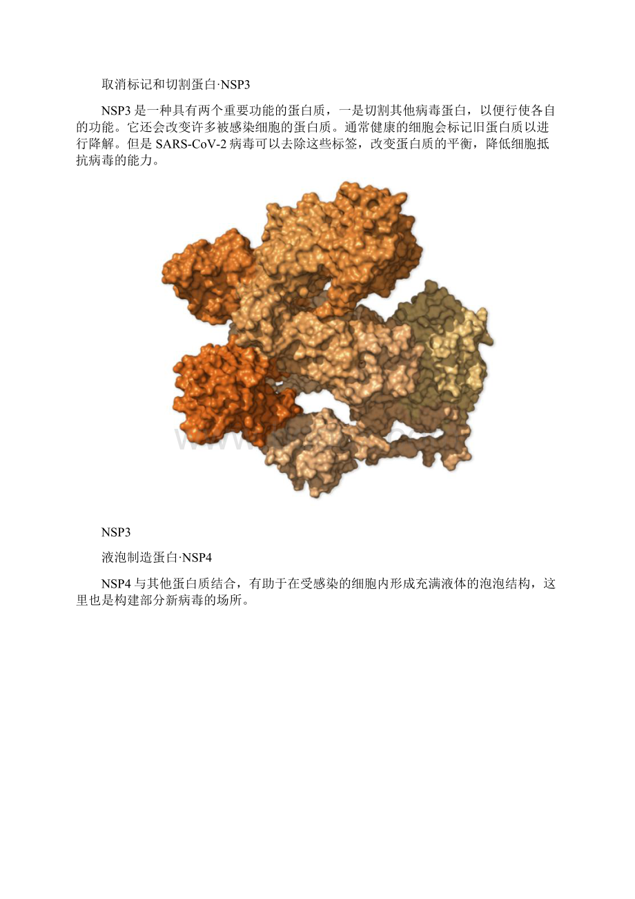 新冠病毒29种蛋白功能综述 中文Word下载.docx_第3页