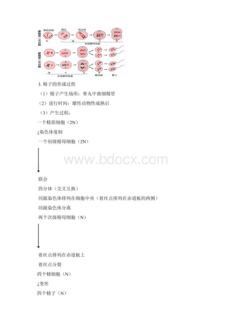 必修二第二章第一节减数分裂和受精作用Word格式.docx_第2页