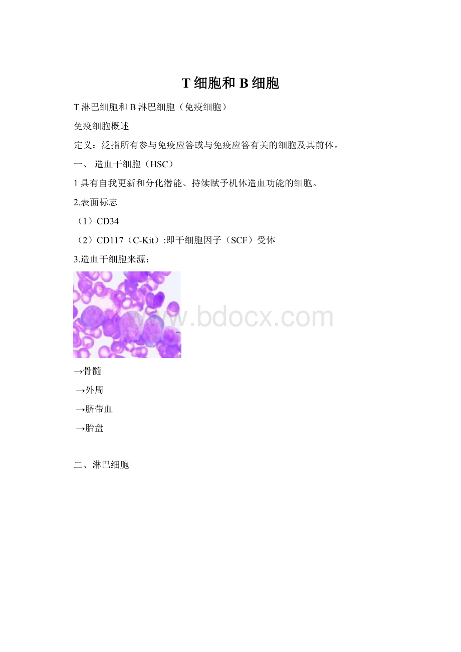 T细胞和B细胞.docx_第1页