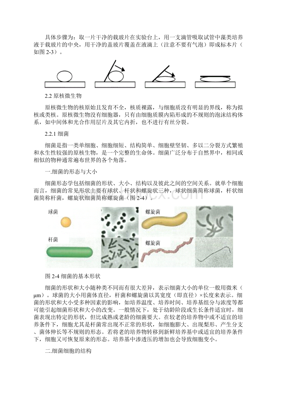 微生物的形态结构及其与环境的关系Word文档格式.docx_第2页