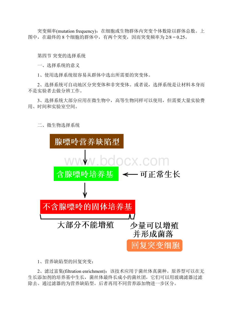 第七章 基因突变文档格式.docx_第3页