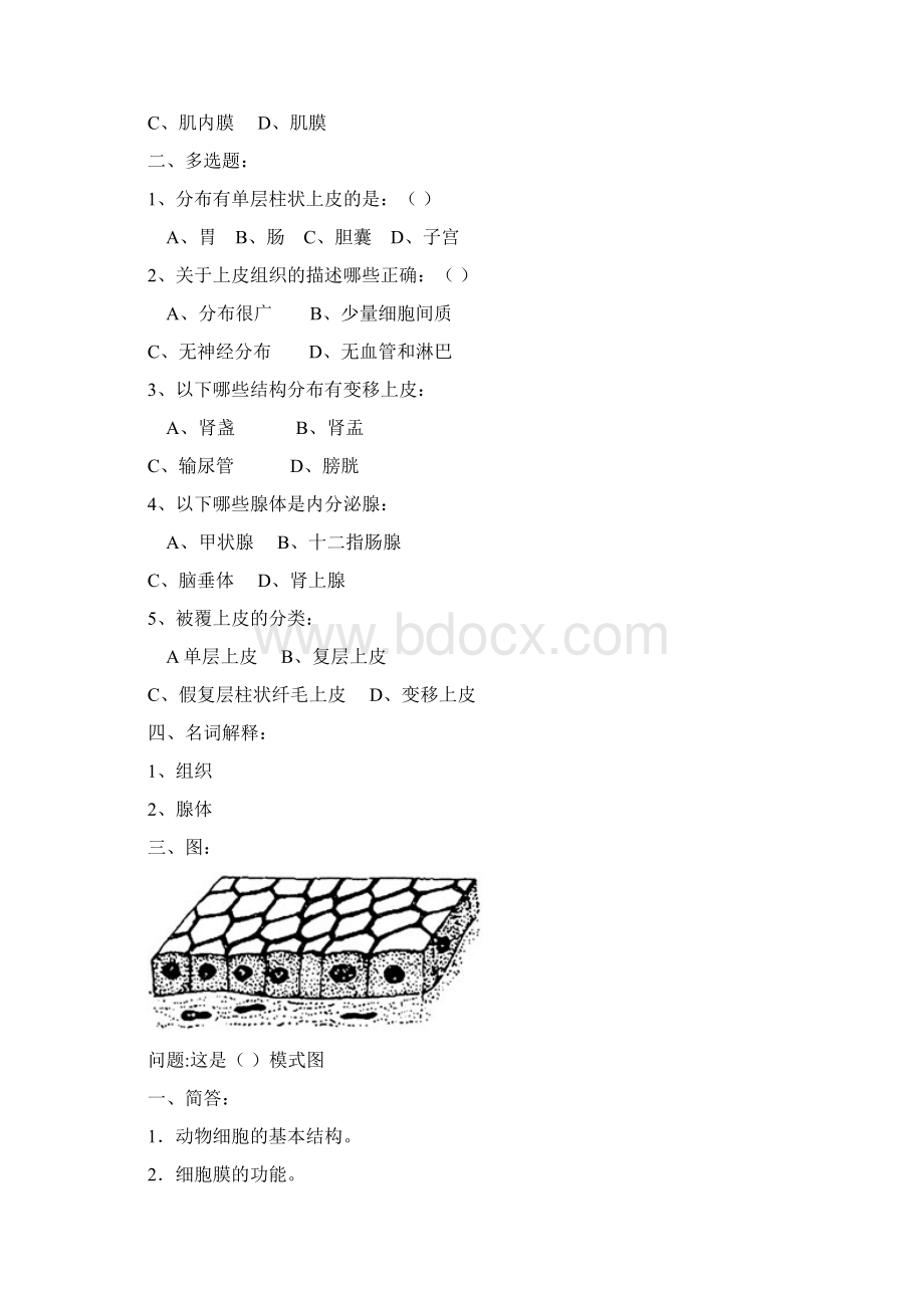 解剖暑假作业Word格式文档下载.docx_第3页