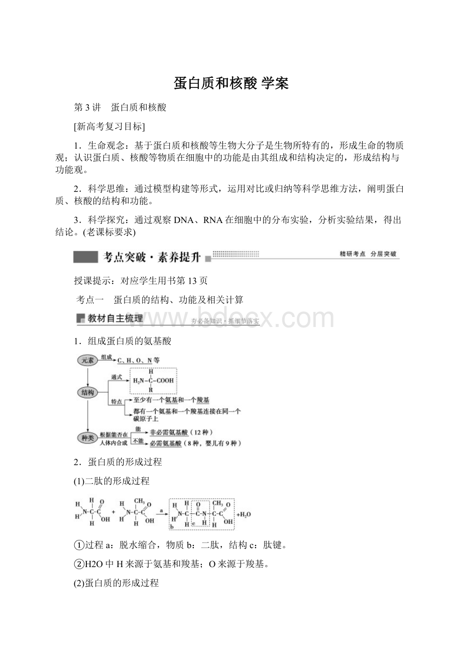 蛋白质和核酸 学案Word格式.docx