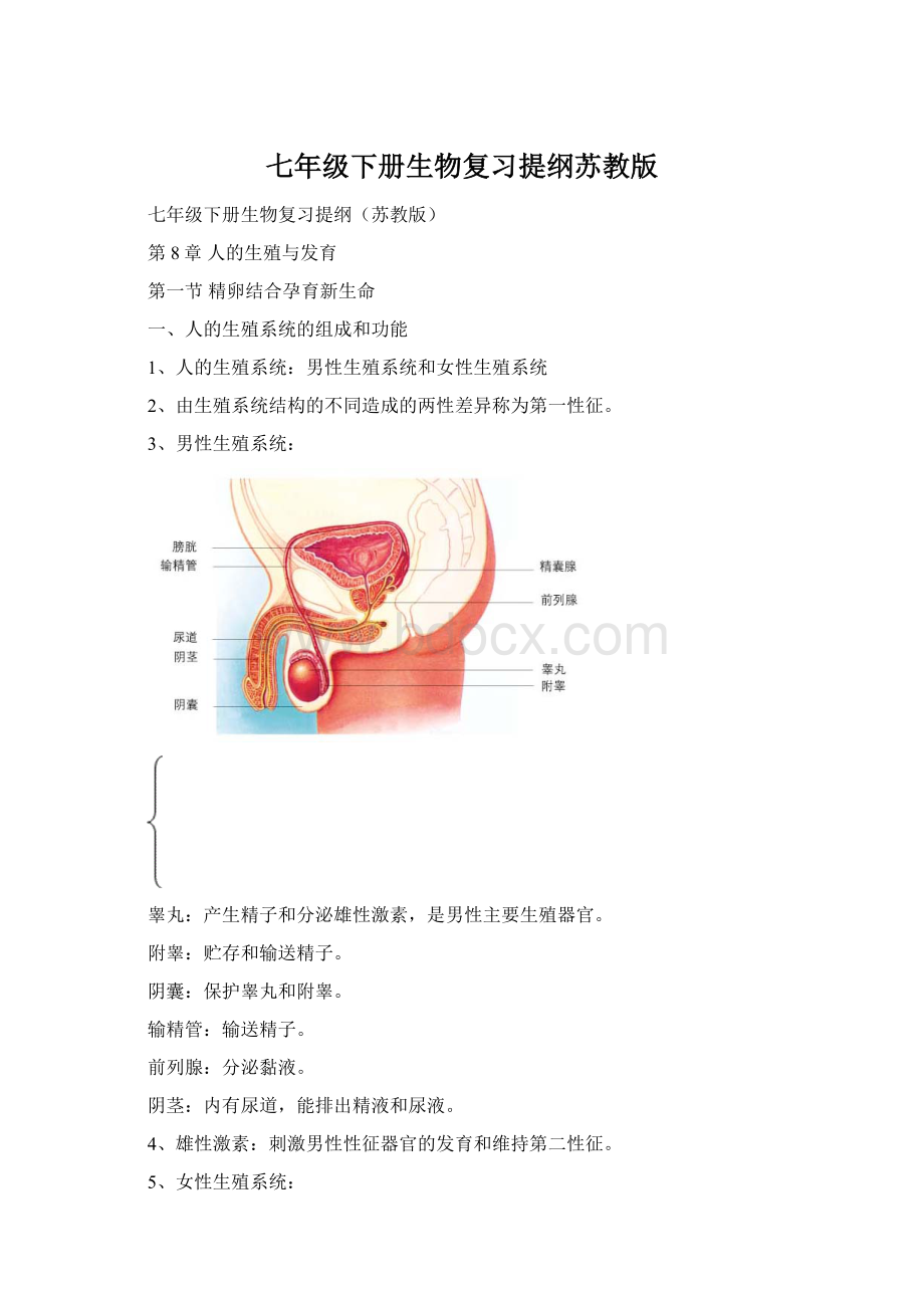 七年级下册生物复习提纲苏教版.docx