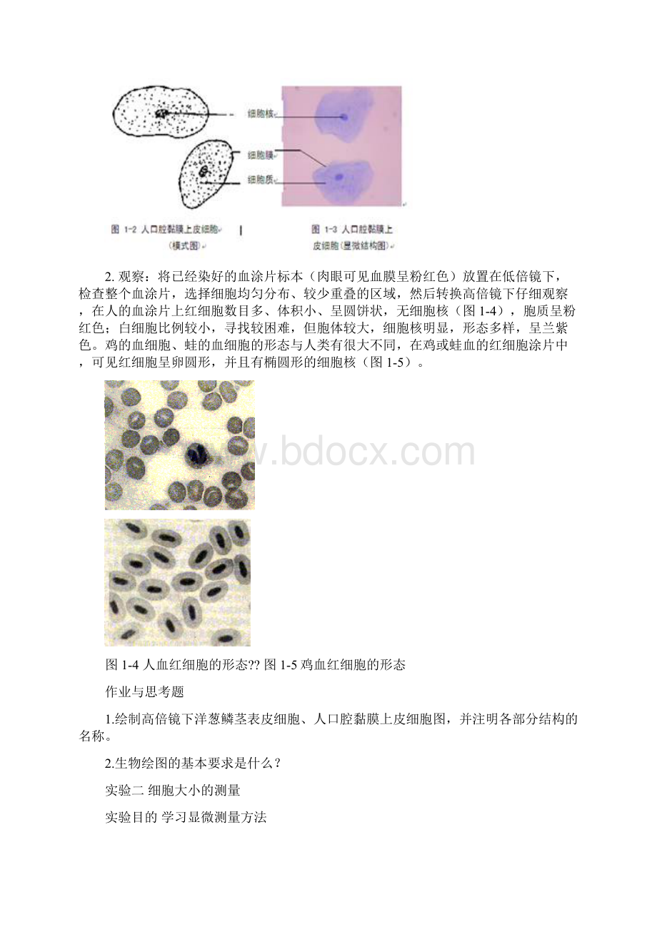 细胞生物学实验指导讲义.docx_第3页