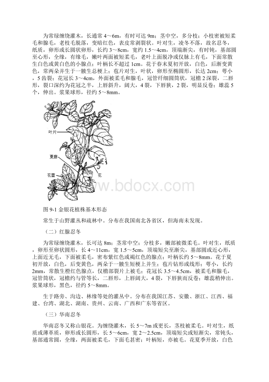 项目九金银花栽培.docx_第2页