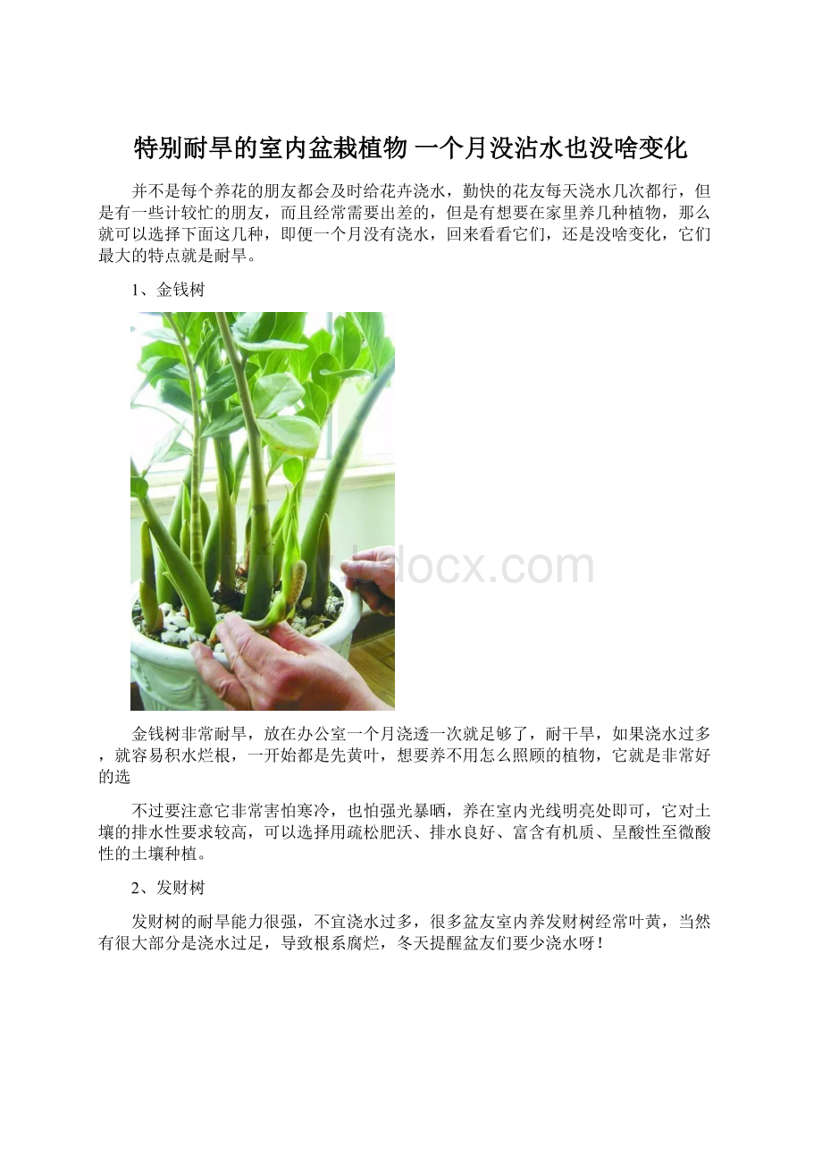 特别耐旱的室内盆栽植物 一个月没沾水也没啥变化.docx_第1页