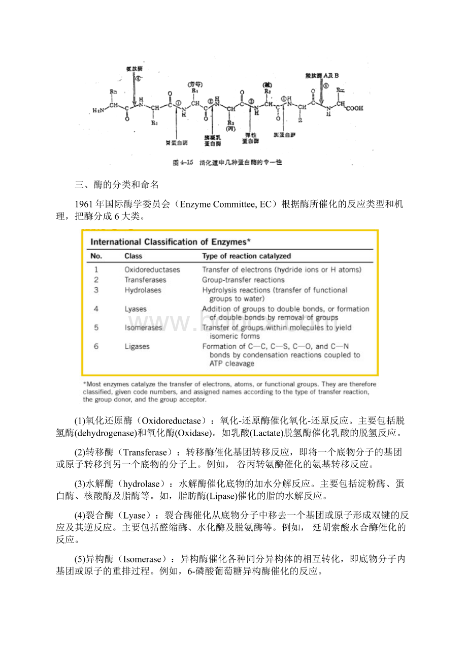 酶工程电子教案.docx_第3页