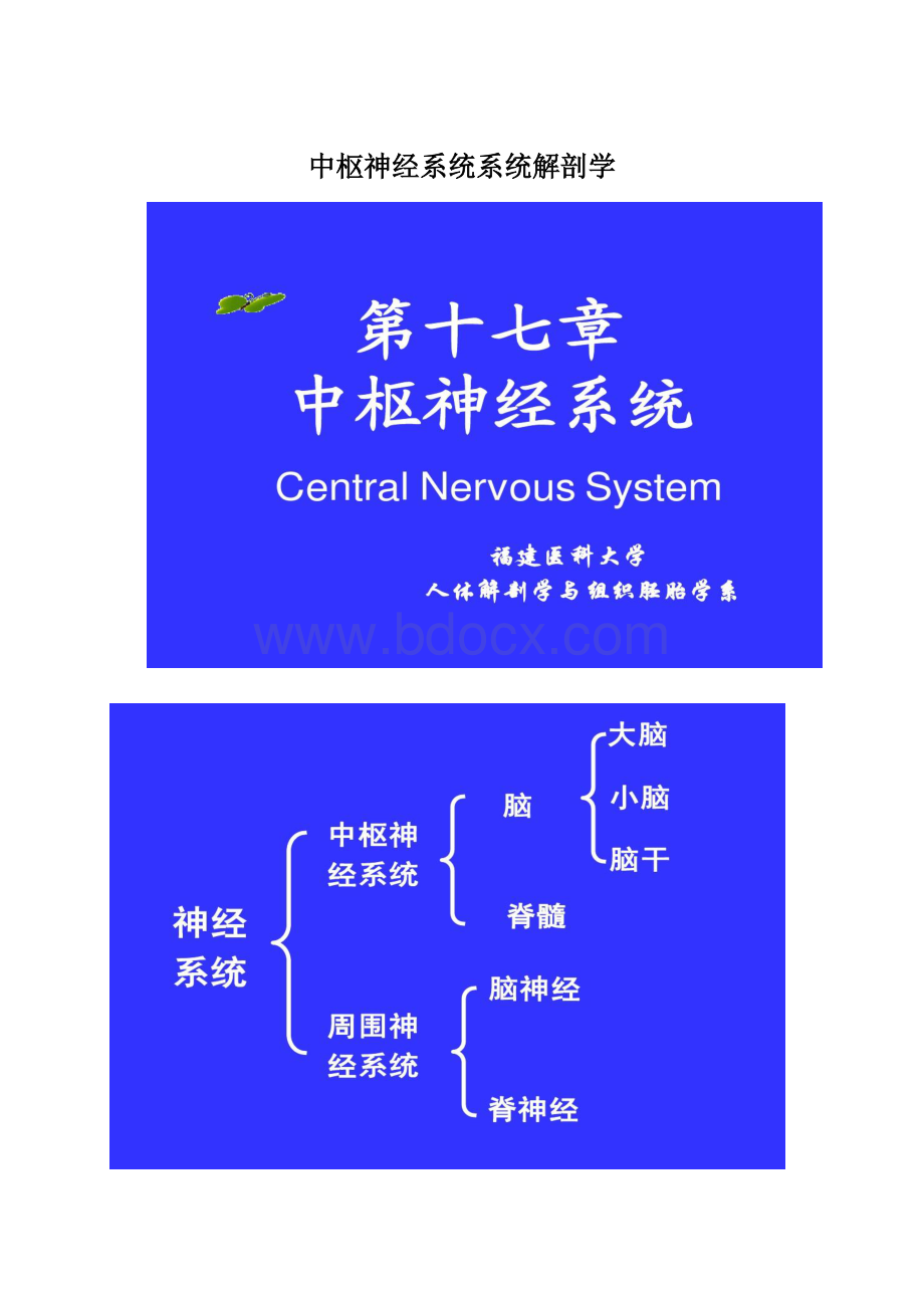 中枢神经系统系统解剖学.docx