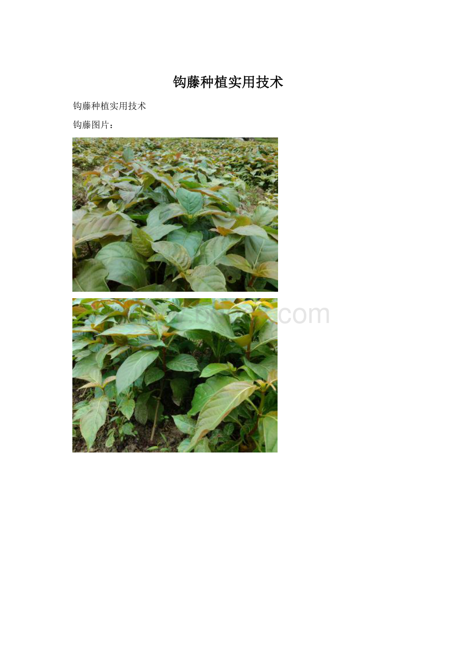 钩藤种植实用技术.docx_第1页