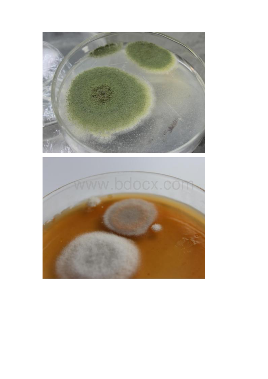 四大类微生物培养特征观察.docx_第3页