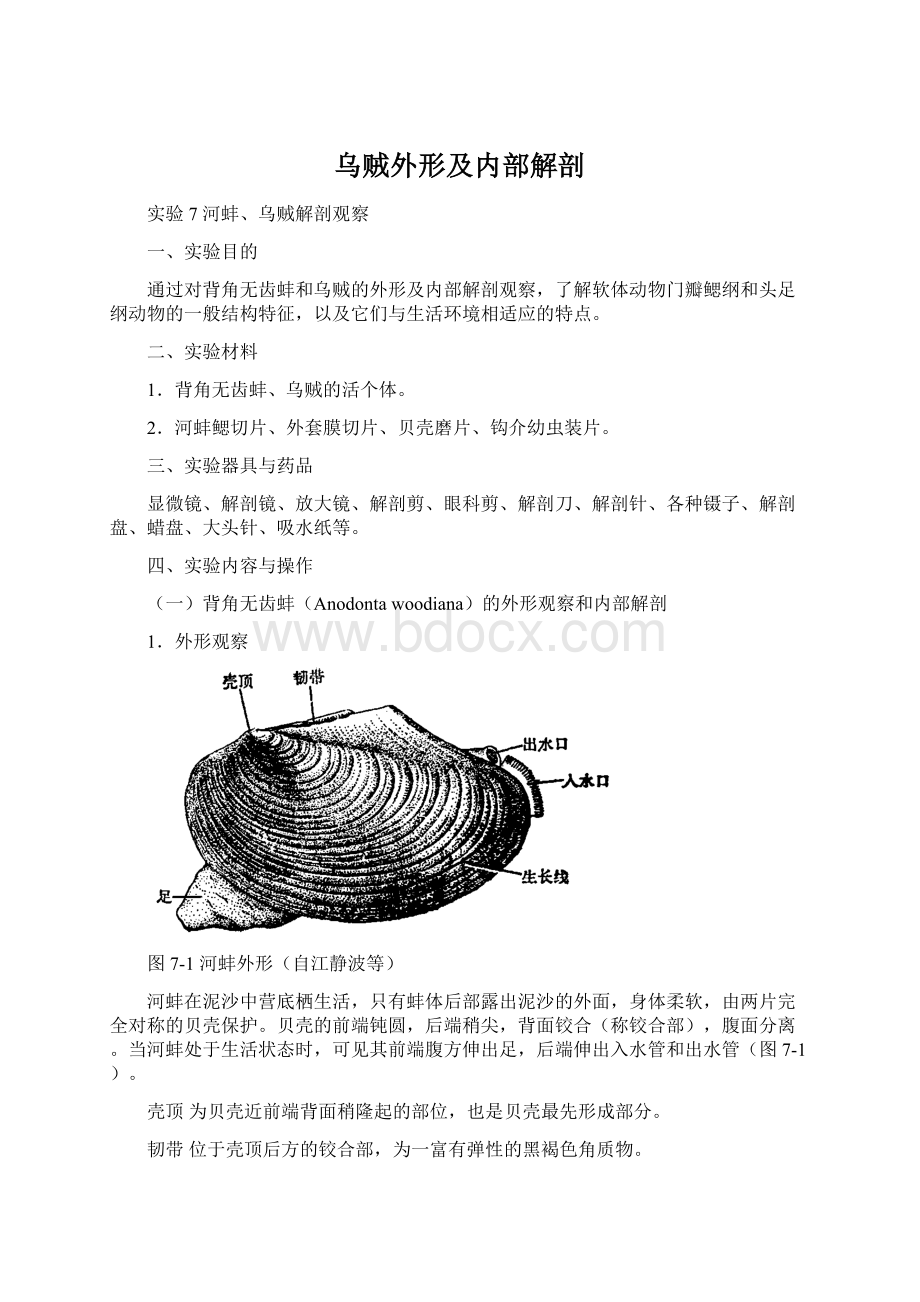 乌贼外形及内部解剖Word文件下载.docx