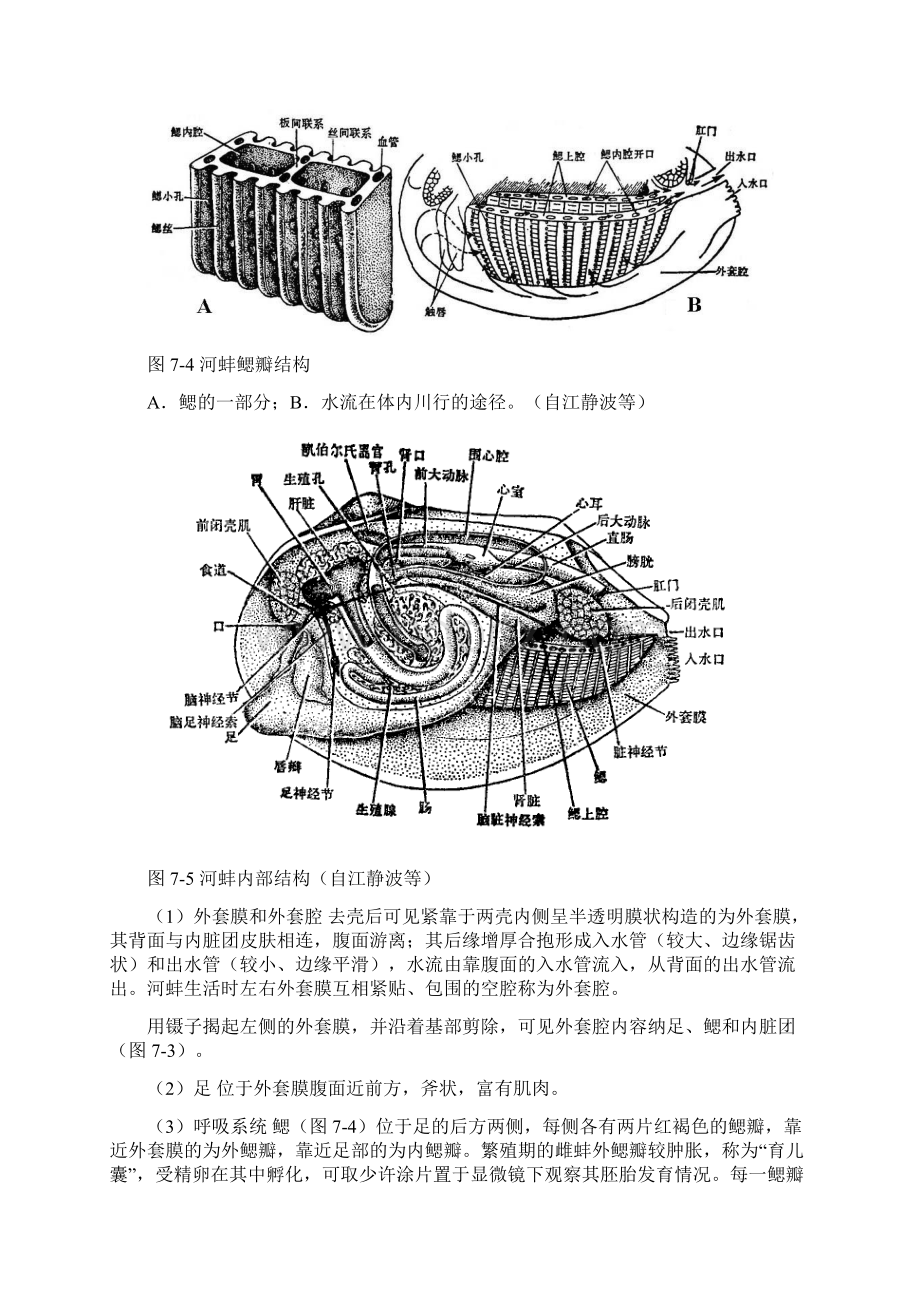 乌贼外形及内部解剖Word文件下载.docx_第3页