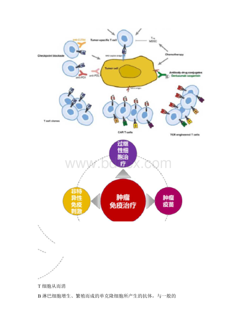 一过继性细胞治疗的概念及分类Word文档下载推荐.docx_第3页