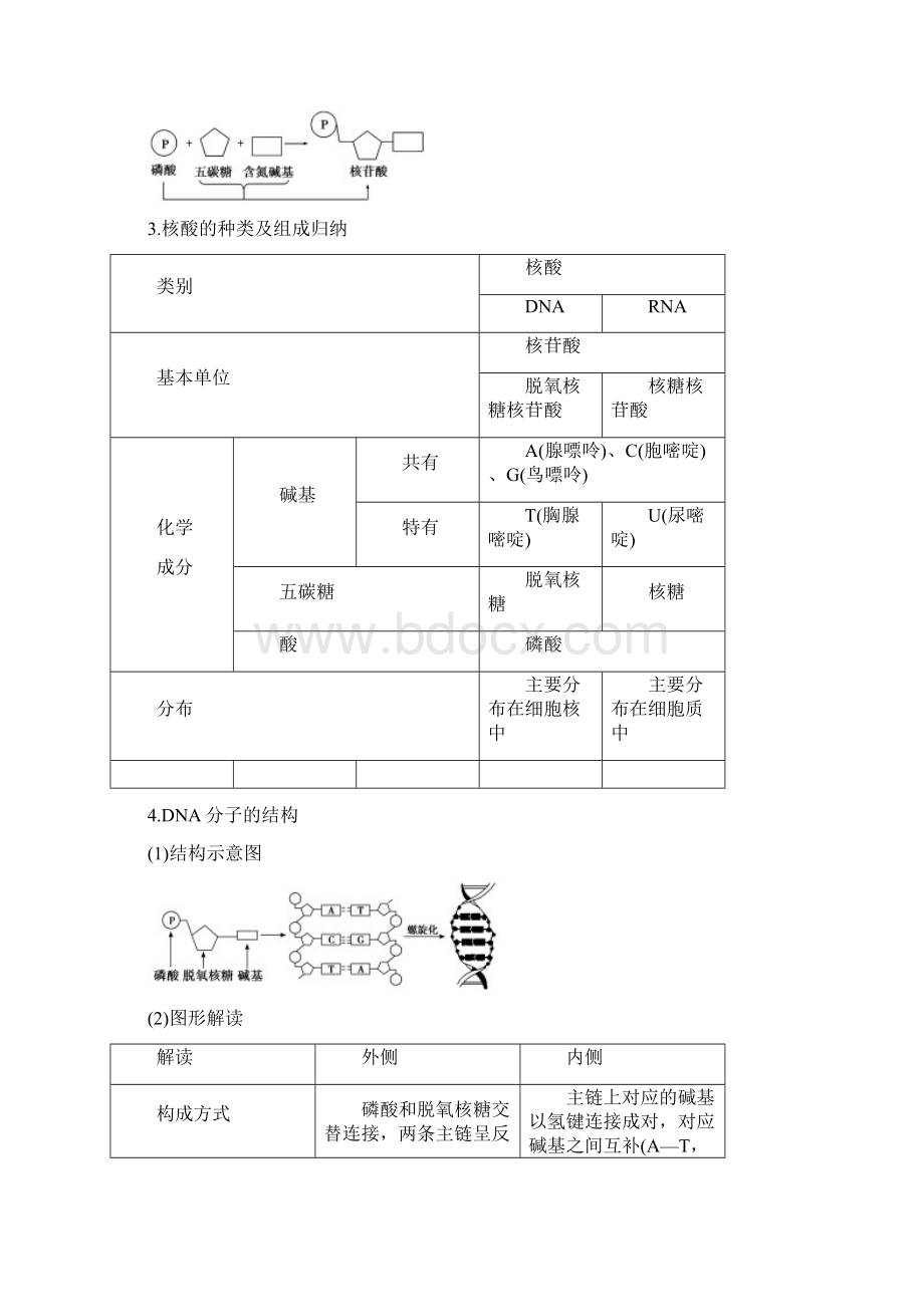 高中生物第二章细胞的化学组成第二节细胞中的生物大分子第3课时核酸的结构和功能练习苏教版必修.docx_第3页