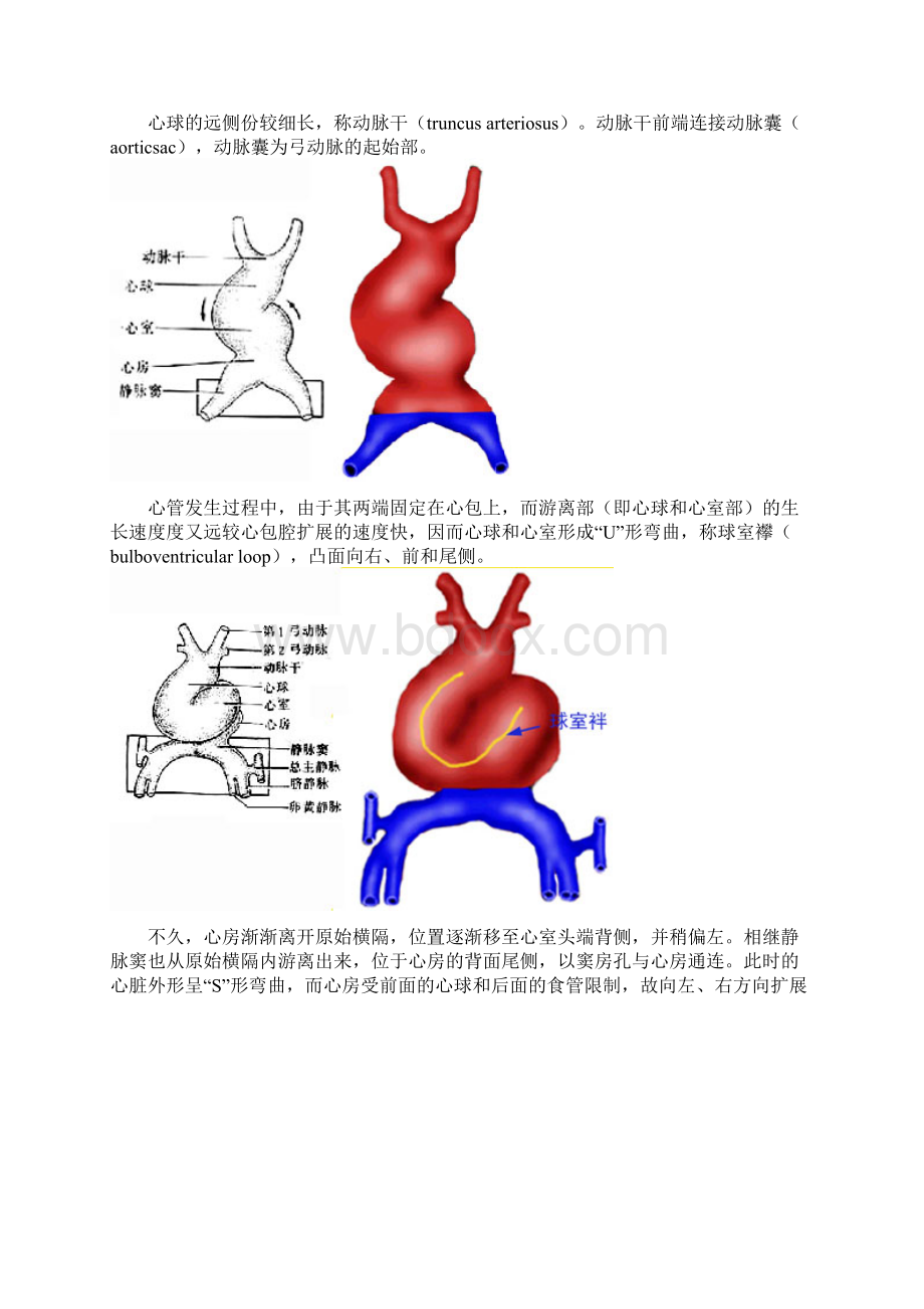 心脏的胚胎发育.docx_第3页