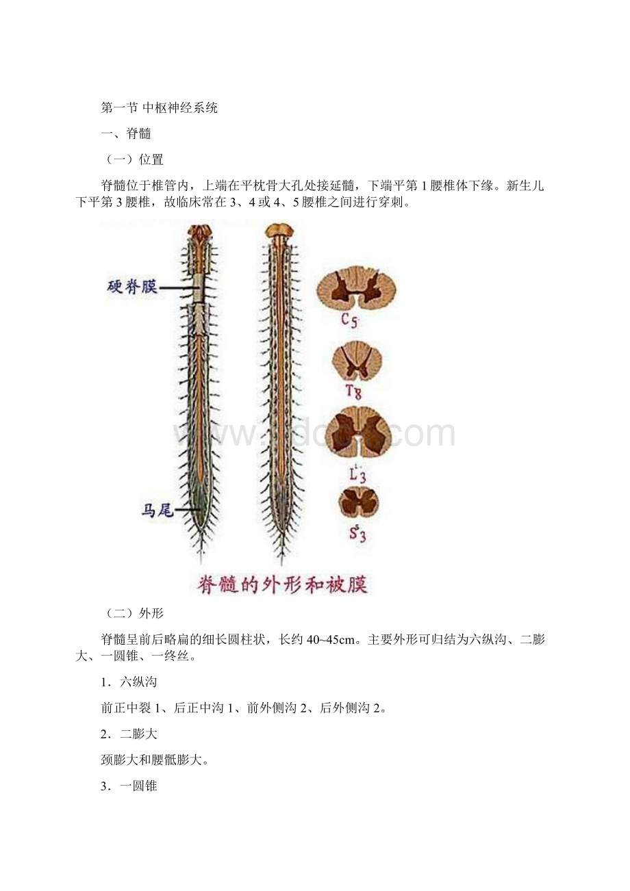 第8章神经系统.docx_第3页