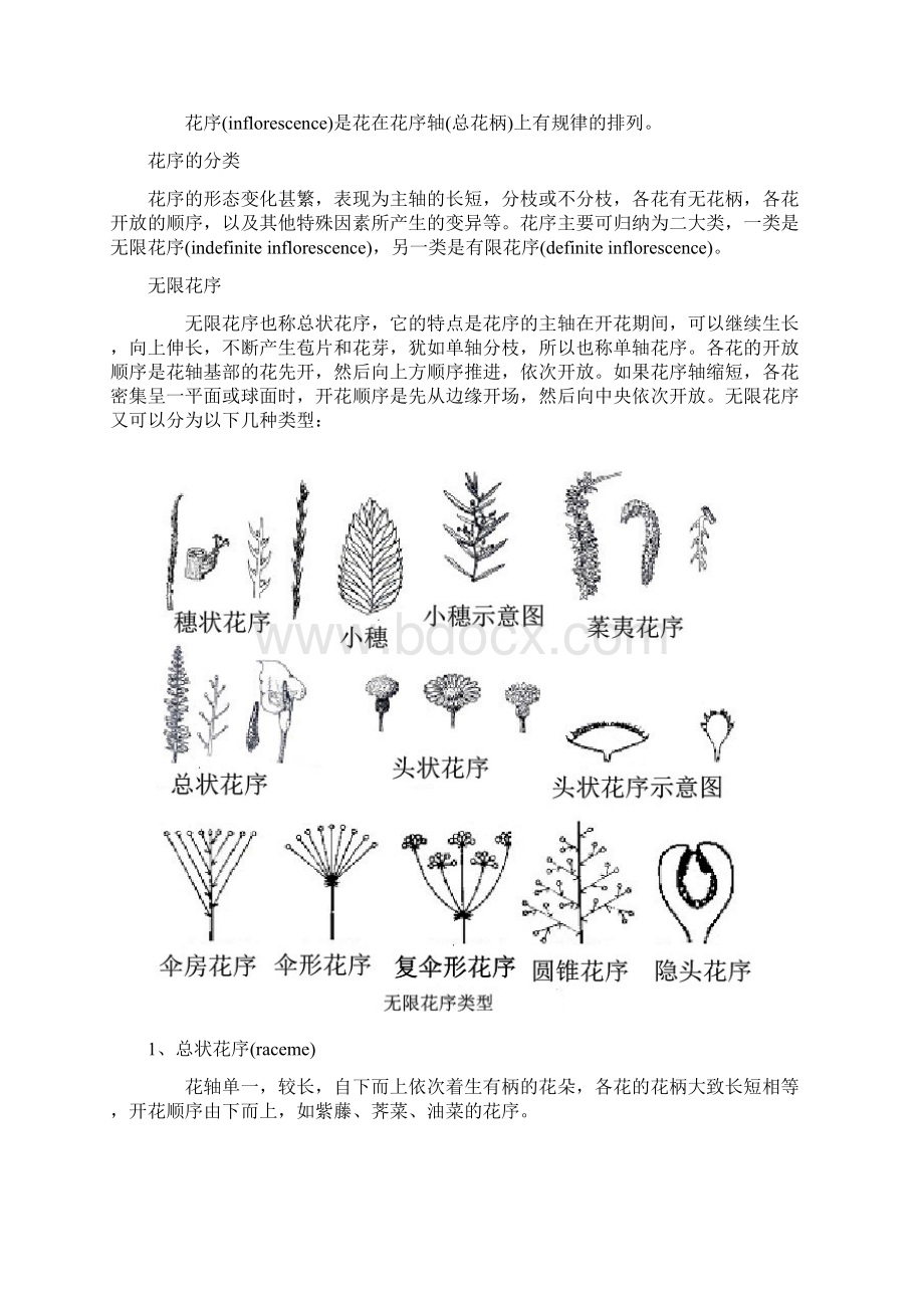 花序描述分类最新整理Word文档格式.docx_第2页