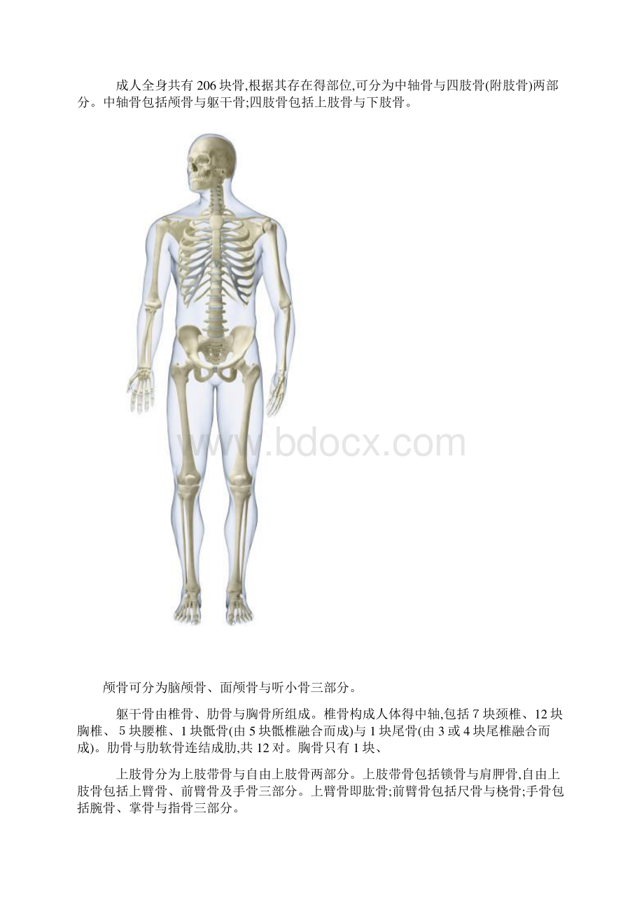 人体主要关节.docx_第2页