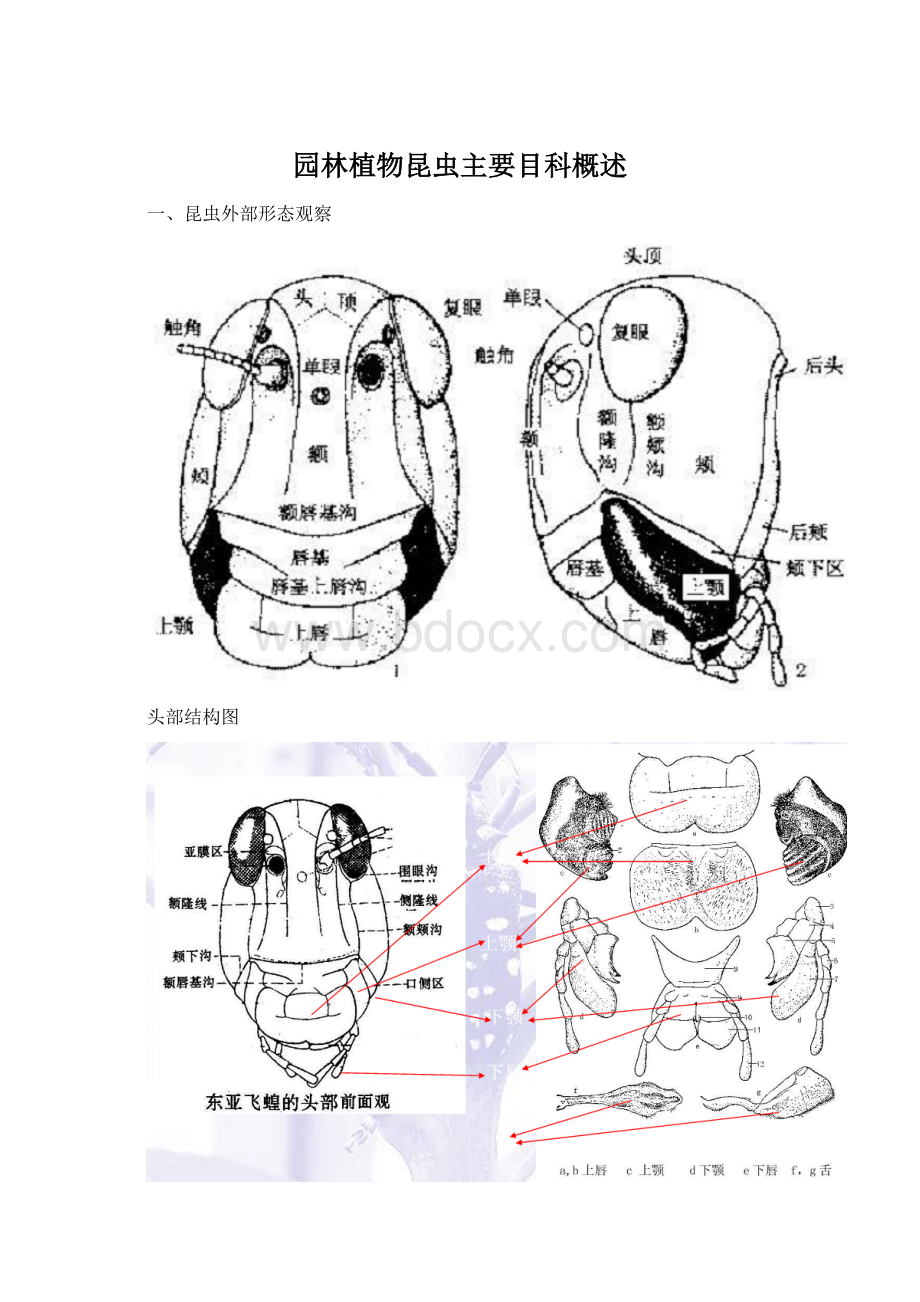 园林植物昆虫主要目科概述.docx_第1页