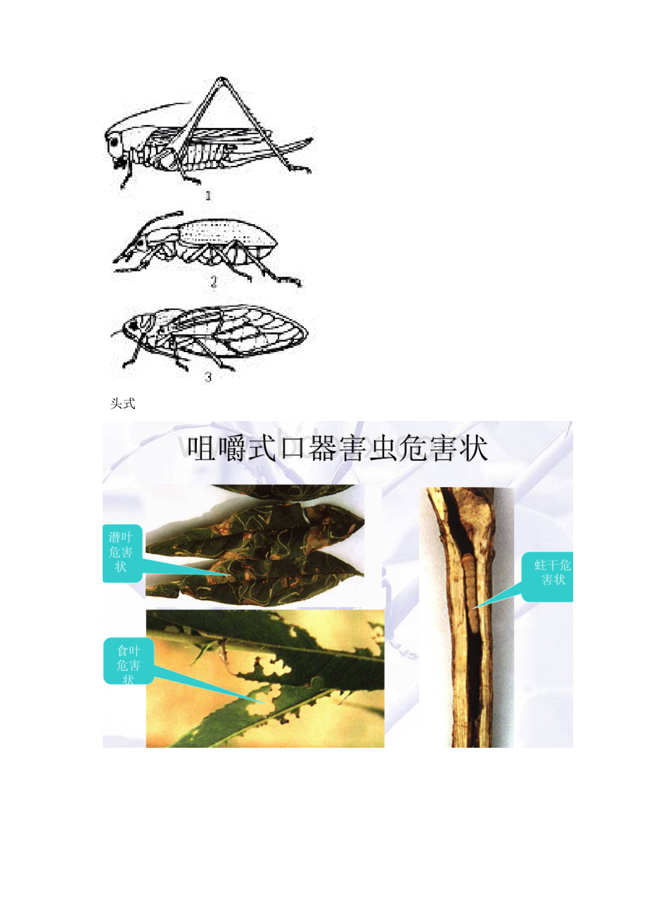 园林植物昆虫主要目科概述.docx_第2页