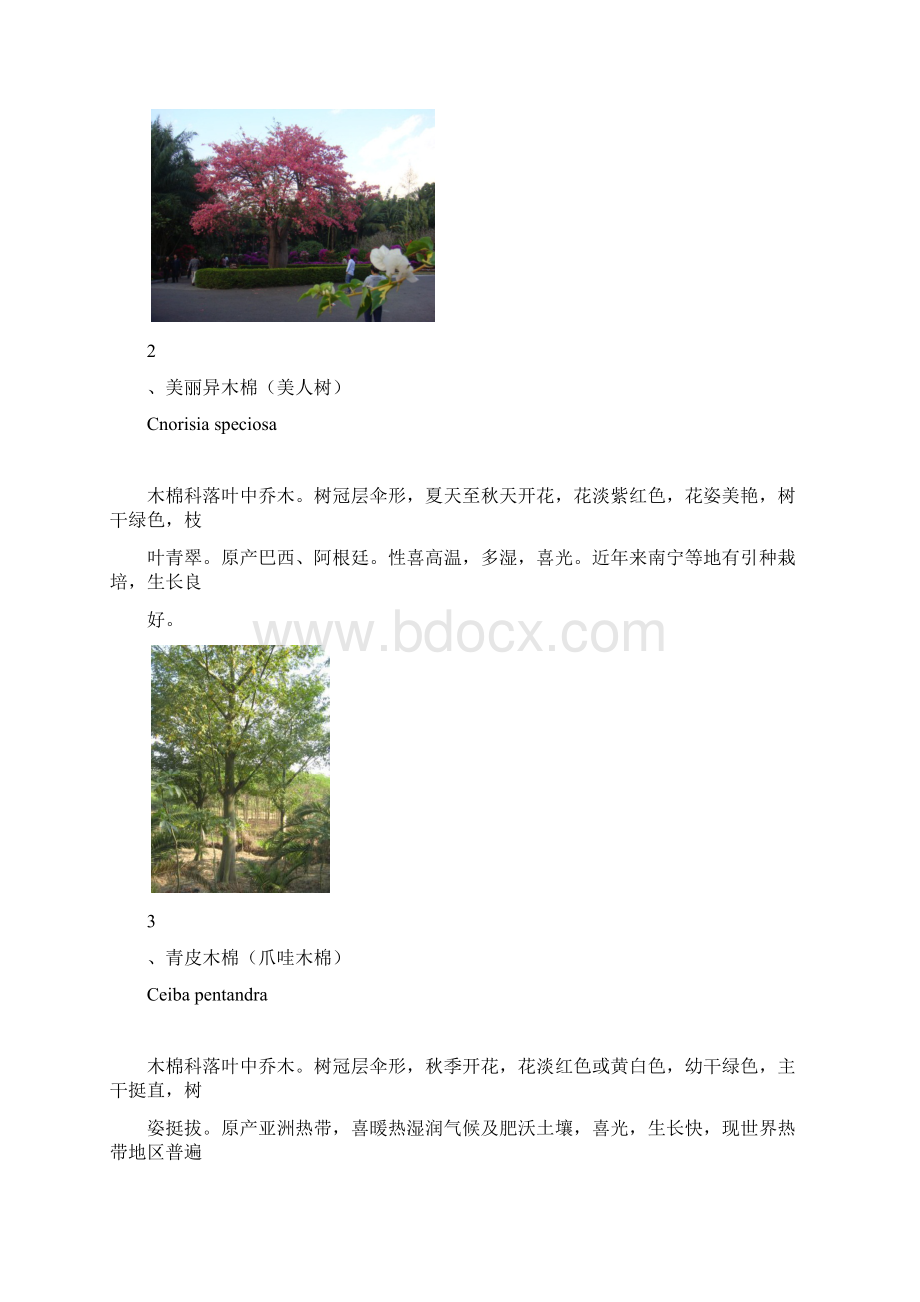 广西常见园林绿化植物.docx_第2页