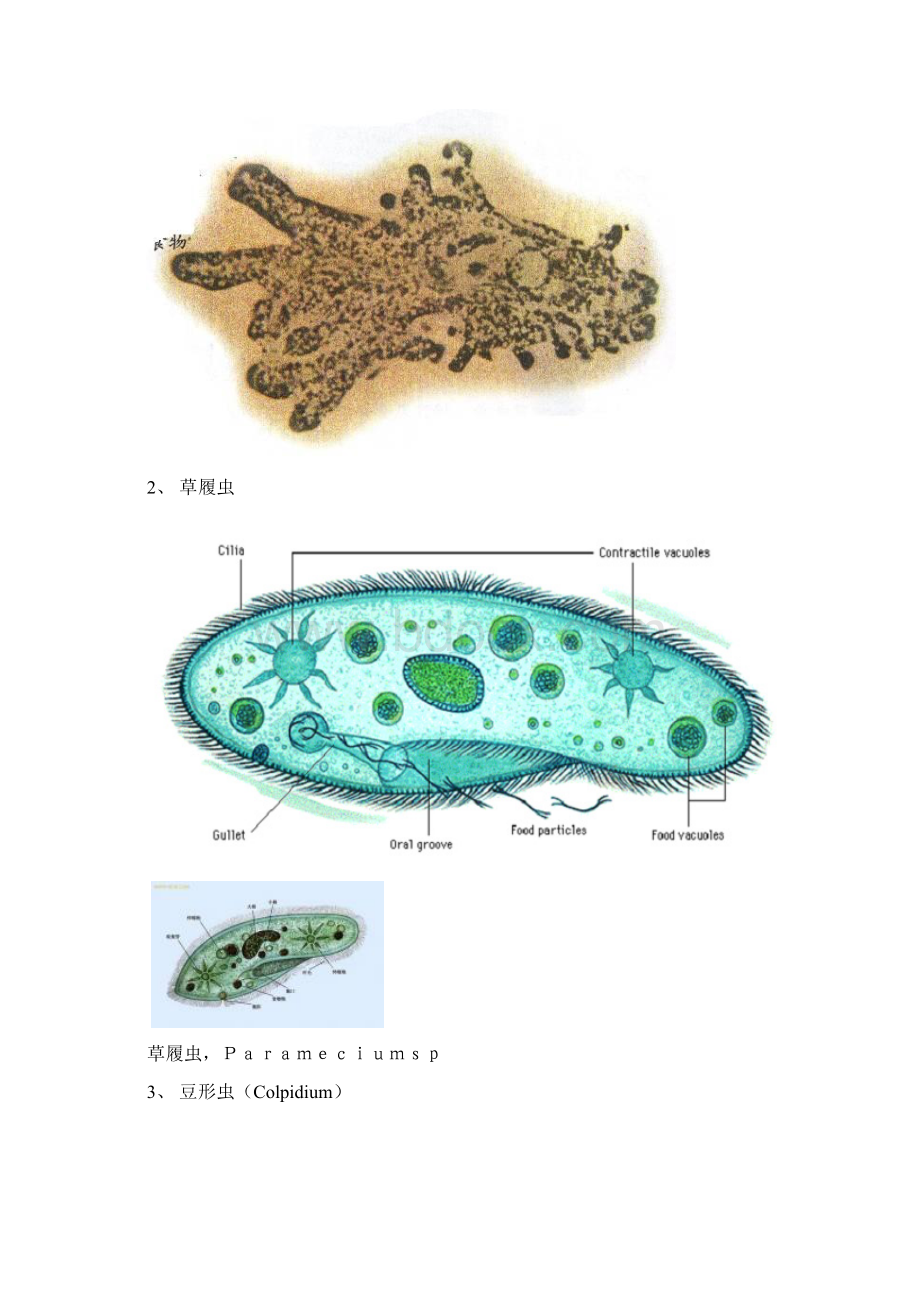 污水中的微生物.docx_第2页