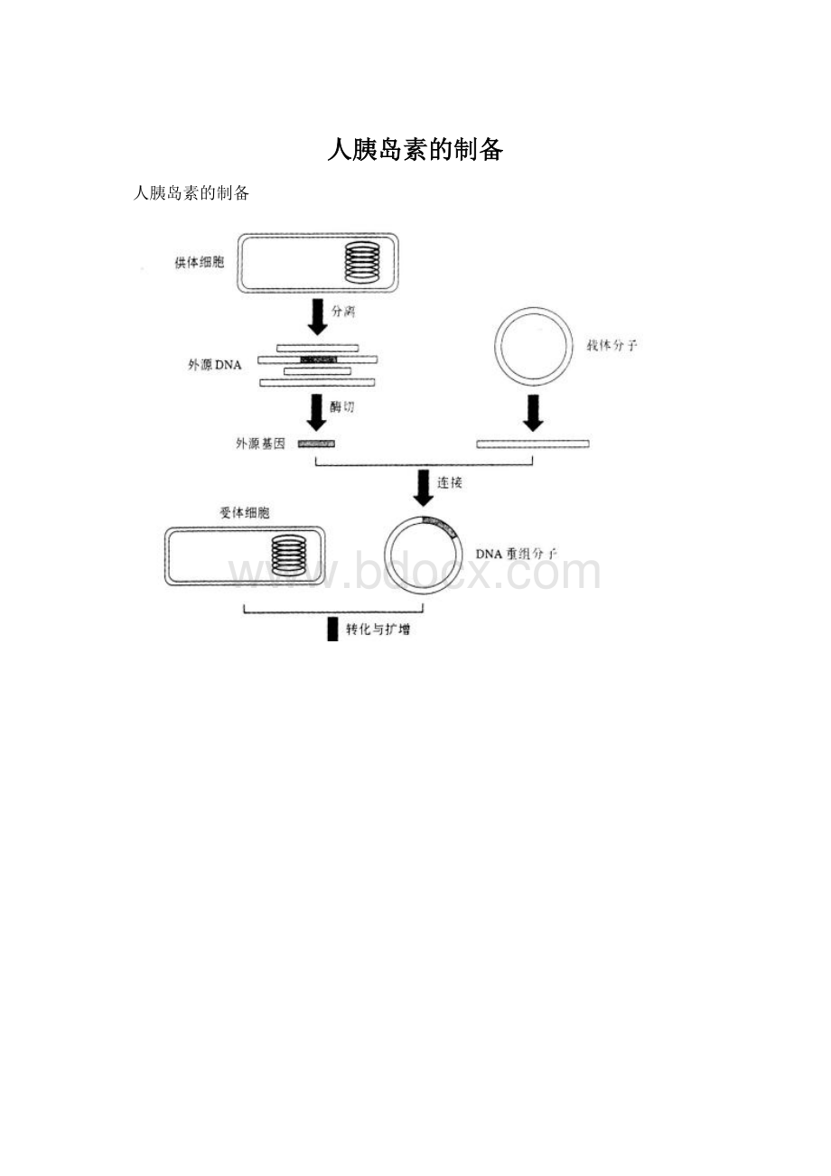 人胰岛素的制备文档格式.docx_第1页