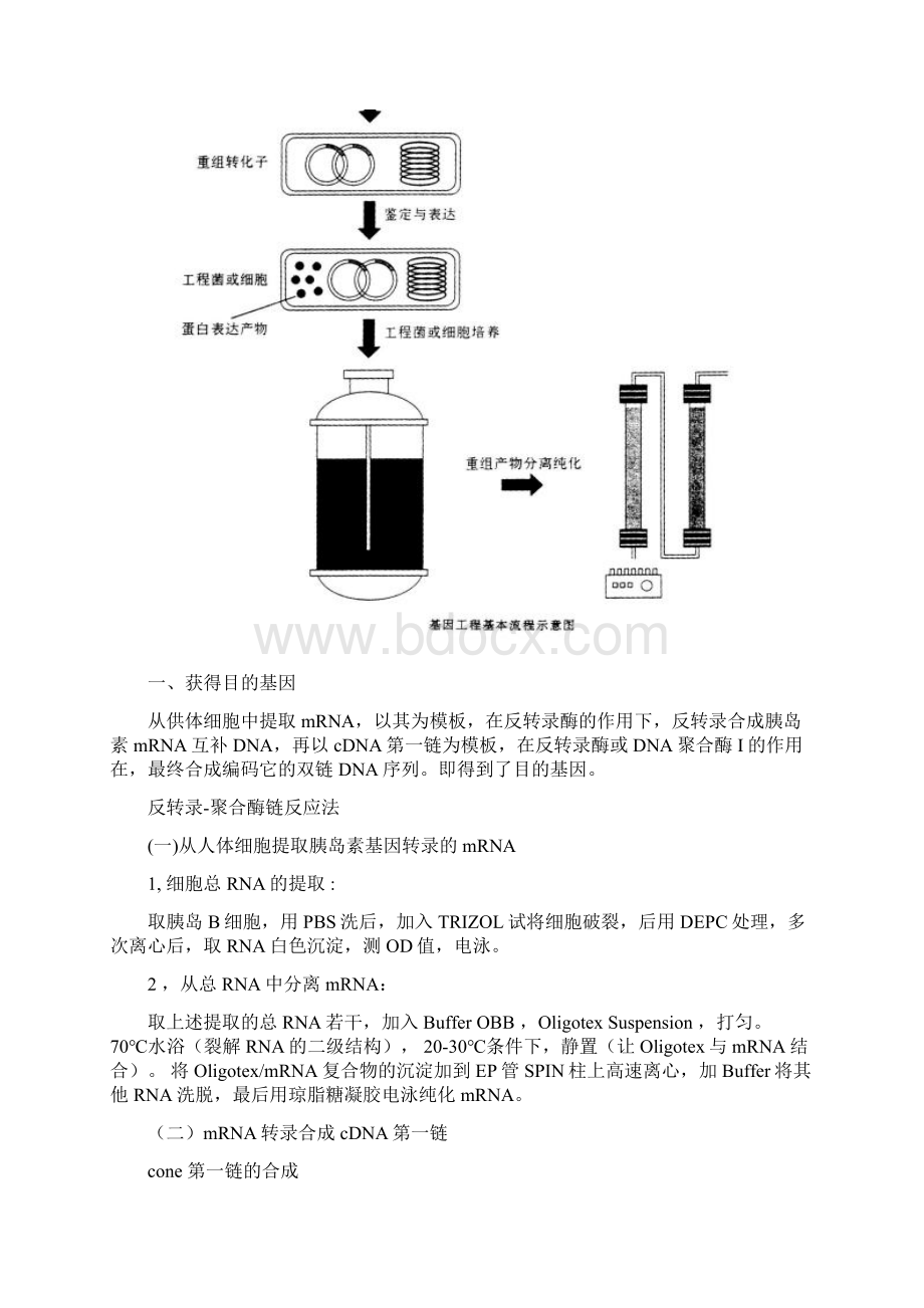 人胰岛素的制备文档格式.docx_第2页