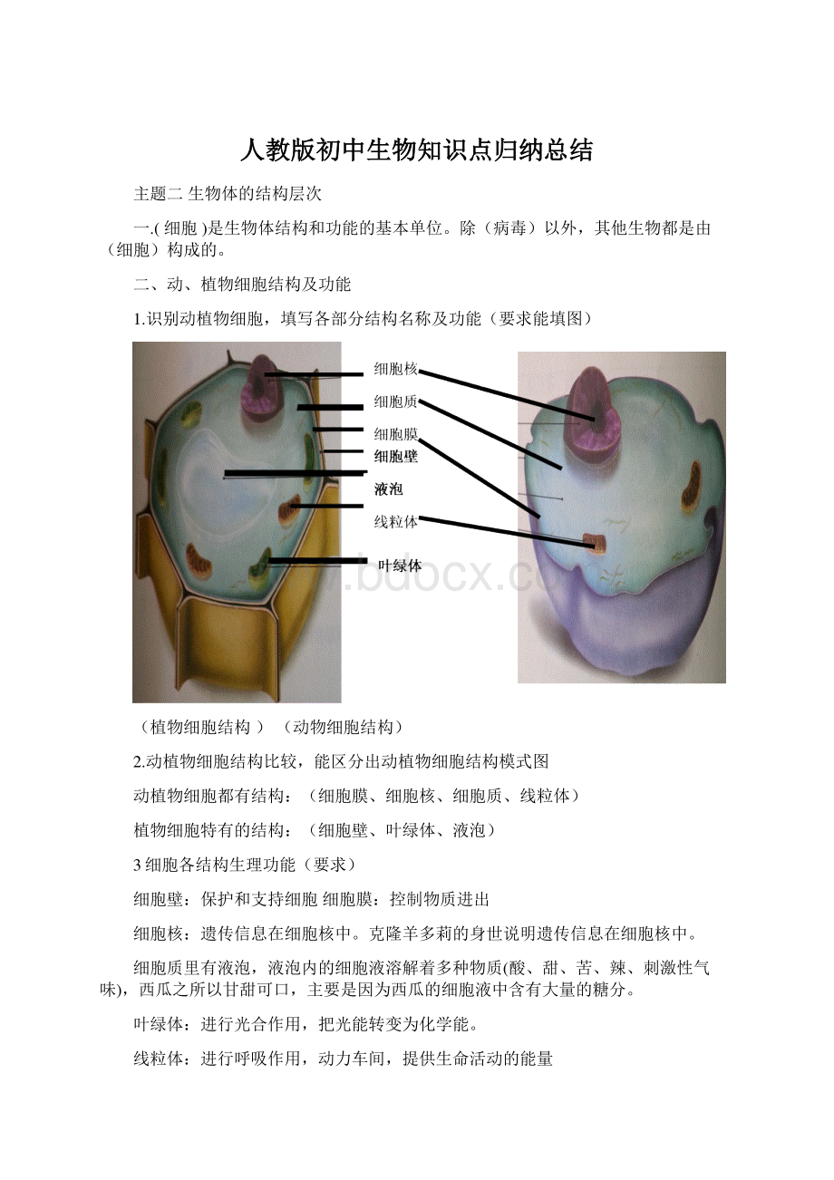 人教版初中生物知识点归纳总结Word文档格式.docx